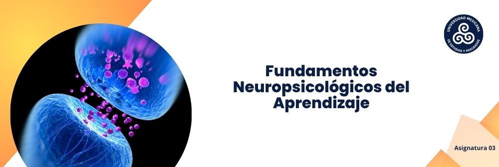 Fundamentos Neuro-psicológicos del Aprendizaje