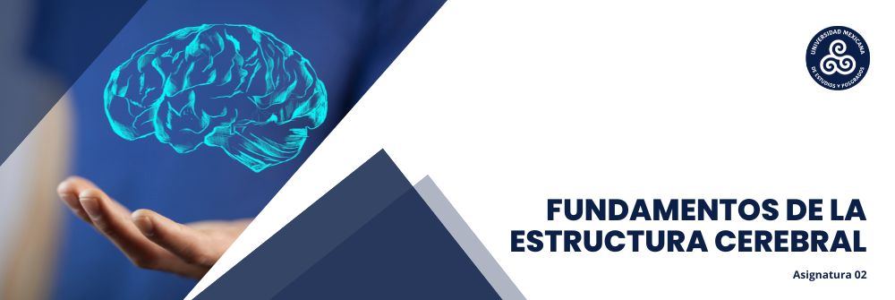 02_FUNDAMENTOS DE LA ESTRUCTURA CEREBRAL