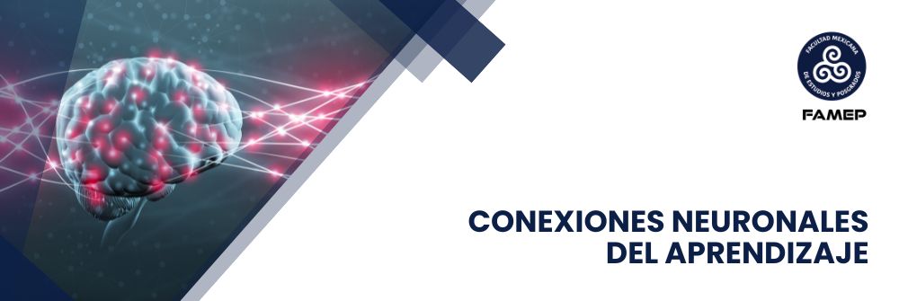 17_CONEXIONES NEURONALES DEL APRENDIZAJE