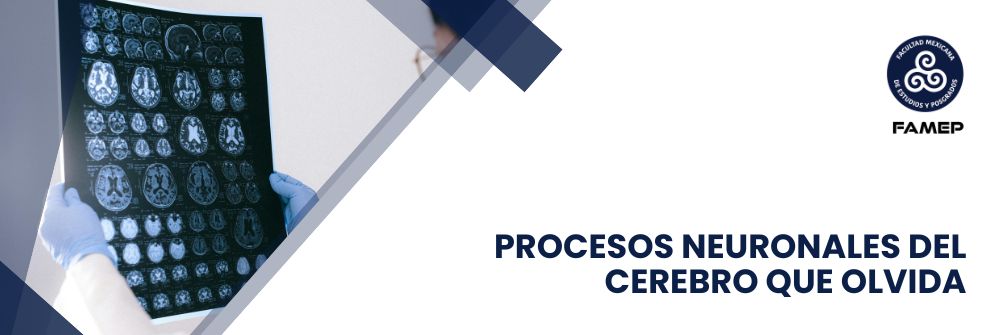 18_PROCESOS NEURONALES DEL CEREBRO QUE OLVIDA